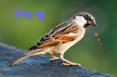 ল্যাংড়া এক চাতক পাখির কাহিনি