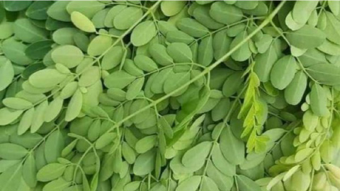 বহু গুণের সাজনা পাতা