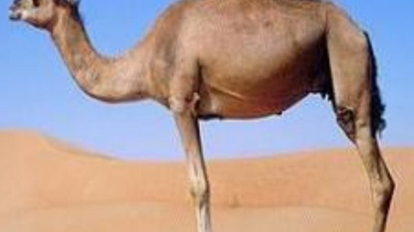 বিষ্ময়কর এক প্রাণি উটের জীবনপ্রনালী